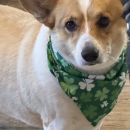a dog looking at a camera
